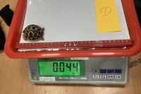 海關統計1至9月走私動物  保育類以印度星龜最多