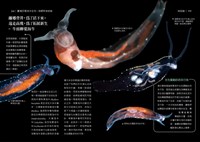 揭台灣海洋生物神秘面紗 海保署出版海螺海蛞蝓圖鑑