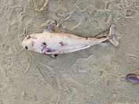 金門發現死亡窄脊露脊鼠海豚  腐爛嚴重就地掩埋