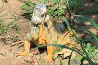 台南將辦綠鬣蜥防治教育訓練 盼擴大移除量能