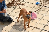 竹縣比特犬「尖石」咬死人 監禁3年可戴口罩出籠