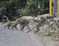 柴山獼猴闖教室桌椅上走動 中山大學：冬季下山覓食