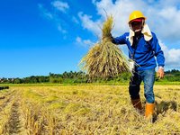 新北田寮洋推友善耕作棲地  豐富生態成候鳥驛站