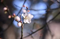 桃園角板山梅花季114年初登場 霹靂布袋戲偶站台