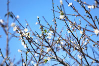 台南梅嶺梅花估1月初盛開 花期持續到農曆年節