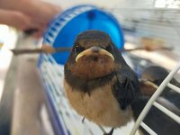 金門野保協會盼獸醫新血加入 共為野生動物救援努力