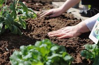 研究：生物炭能提高土壤吸附CO2 可供減排利器