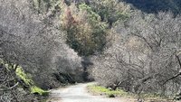 113年11月颱風打亂花期 南橫梅花「三弄」有機會