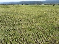 颱風康芮釀花蓮南區農損  7000萬救助金入庫