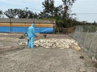 雲林1肉鵝場感染H5N1  撲殺402隻