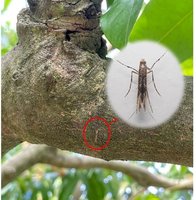 雨水豐荔枝蒂頭蟲變多 高市府提醒農友果樹底層噴藥