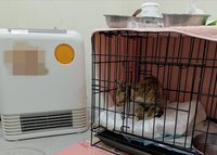 冷氣團來襲  北市府：飼主未幫寵物保暖將挨罰