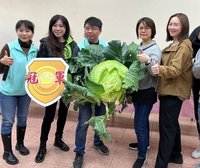 嘉義青農巨大高麗菜決賽  20公斤重奪冠吸睛