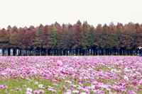 台南六甲落羽松季開幕 嫣紅美景綻放