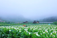 農曆春節赴陽明山 賞花吃美食走親山步道