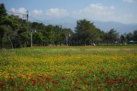 屏東新埤休閒公園 大武山下1.2公頃花海過年走春趣