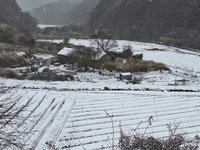 寒流發威 武陵農場雪山登山口降冰霰及雪