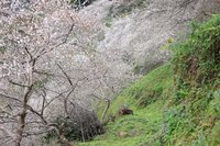 南橫公路最美學校 高雄桃源國中復育梅花盛開