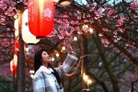 新北15萬株櫻花綻放 年節走春賞花趣