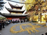 上海龍華寺「銀杏貓咪」爆紅 年輕人湧入打卡