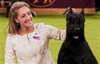 巨型雪納瑞「蒙蒂」 勇奪西敏犬展全場總冠軍