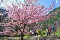 武陵農場櫻花季管制延長至3/2 紅粉佳人陸續綻放