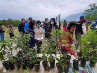 花蓮植樹月織生態綠網 逾萬株原生種樹苗供兌領