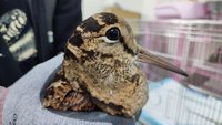 號稱鳥界抖肩舞王  山鷸來台渡冬落難獲救