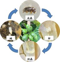 咖啡果小蠹入侵產區 茶改場推非化學農藥防治技術