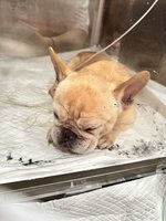 法鬥犬遭餵除蟲劑一度垂危送醫 宜蘭警函送犯嫌