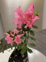 萬金杜鵑花27日開展  看見北海岸與花之美