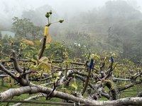 年初低溫影響 台中后里梨穗存活率低