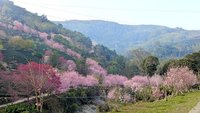 雲林草嶺石壁櫻花開 粉色花瓣層疊山巒相交映