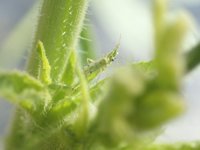 導入天敵昆蟲菸盲椿 設施小果番茄減用農藥
