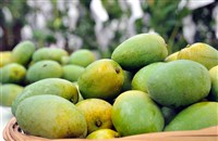 受低溫影響土芒果可能減產 老饕可直接跟產地買