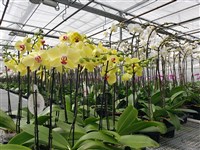 美擬推等關稅 農業部盼蝴蝶蘭持續接力生產雙贏