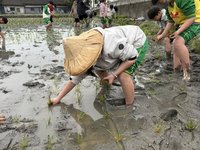 中市彩繪稻田宣傳中台灣農博  最佳觀賞期5月上旬