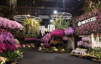 台灣國際蘭展3/8婦女節開展 女性免費入場