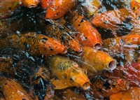 5家魚飼料業者聯合漲價 公平會重罰共1200萬元