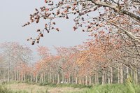 台南白河林初埤木棉花季開幕 迎盛開美景