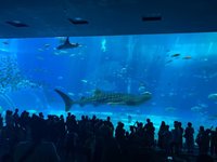 樂園體驗、航程短  台灣近60萬小朋友遊日本