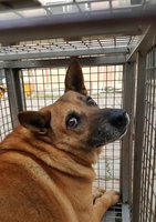 台中高中生網路發起搶救校犬大作戰 前警衛收編