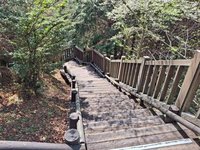 觀霧遊憩區雲霧步道  4月起整修封閉半年