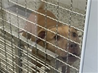 傷人比特犬暫無人領養 北市收到飼主20萬元罰鍰