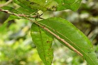 收信竟是竹節蟲卵  北市動物園籲棄養恐影響生態