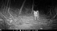 石虎現蹤國有邊際土地 保育認養守護淺山棲地