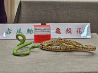 蛇咬高峰季節將至 疾管署提醒「5要5不」原則