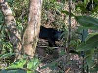 花蓮卓溪黑熊受困陷阱左前肢腫脹 通報順利獲救