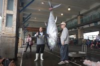 「蘇澳第一鮪」216公斤 船長：像拉霸中彩金