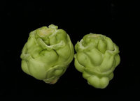 芥菜新品種「圓頭仔」將上市 暖冬不變形賣相佳